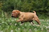 DOGUE DE BORDEAUX 241